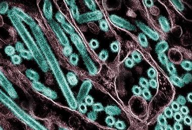 H5N1_Avian_Influenza_A_Virus