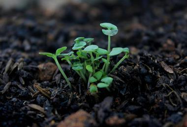 pexels-crusenhoiho-1251026