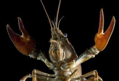 Crayfish_(36236712424)