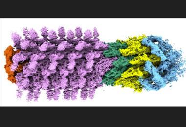 flagellum1