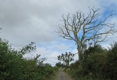 Ash_Dieback_-_geograph.org.uk_-_7586620