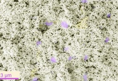 Low-Res_Large Area Biocoating v2