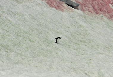 Red-green_snow