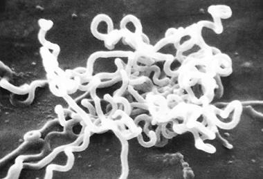 TreponemaPallidum