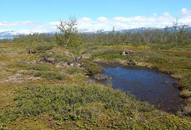 Permafrost_thaw_pond_Abisko