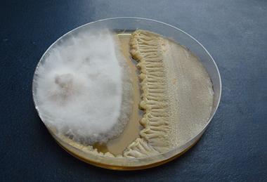 Совместное_культивирование_фитопатогенного_гриба_Fusarium_graminearum_и_антагонистического_PGRP-штамма_Bacillus_velezensis_ФНЦБЗР
