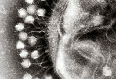 1024px-Phage