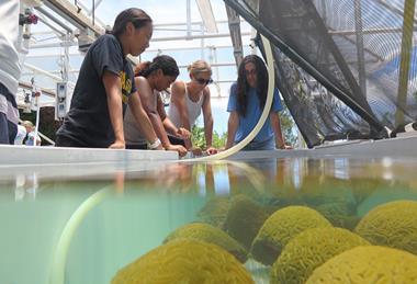 Intern-group-coral-tank-02