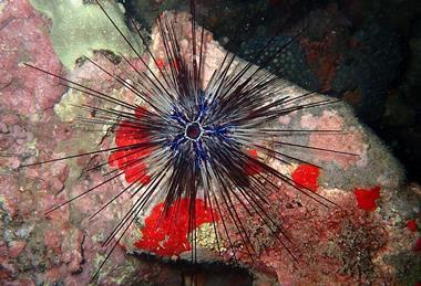 Diadema_africanum_São_Tomé