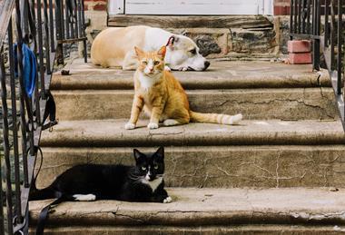 pexels-kelly-17541064