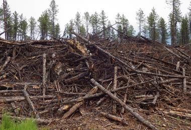 Wood_Waste