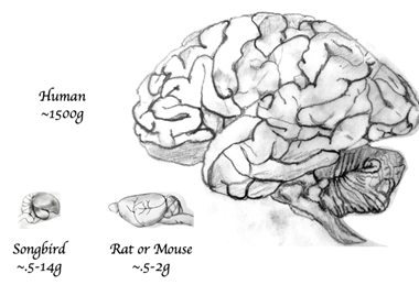 Brain_size_comparison_between_bird,_rodent,_and_human_with_relative_scale_width_lines