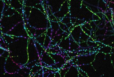 NFDI4BIOIMAGE_Calendar_July_2025