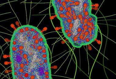 Bacteriophage_T4_Infection