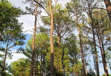 Pinus_taeda_Bastrop1