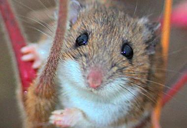 Rhus_typhina-Peromyscus_leucopus-female