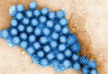 Norovirus