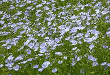 Flower_of_linseed_oil_crop_-_geograph.org.uk_-_4961122