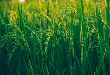 pexels-ashutoshsonwani-1509607