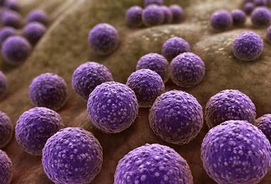 Staphylococcus_Bacteria