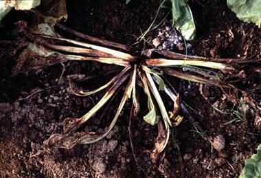 Sugarbeet_root_rot_advanced