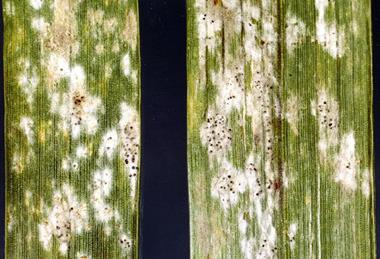 Barleypowderymildew
