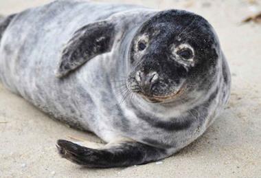 Grey_seal_animal_halichoerus_grypus
