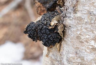 Inonotus_obliquus_(Nova_Scotia,_Canada)