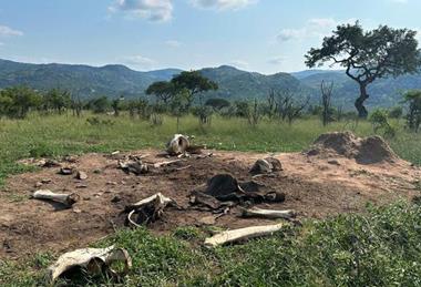 Low-Res_Gozi_East-Elephan-Carcass-uc-santa-barbara (1)