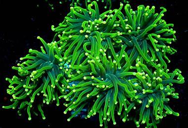 Stylophora_pistillata-1