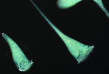 Low-Res_画像ソライロラッパムシ_2H2A5640_BC (1)