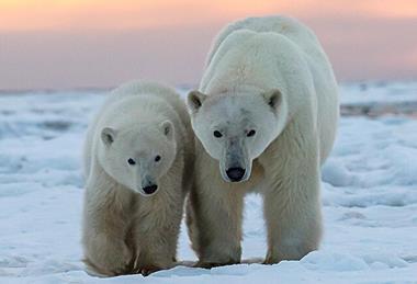 Polar_Bears_-_Marko_Dimitrijevic