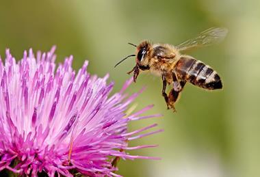Honeybee_landing_on_milkthistle02