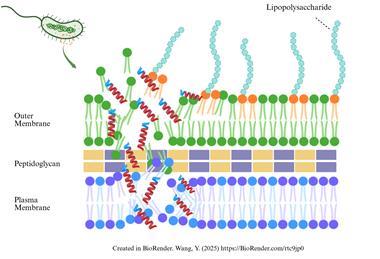 GRAPHICAL ABSTRACT