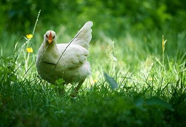 G._gallus_domesticus,_Neuss_(DE)_--_2023_--_0062