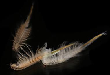 Artemia_salina_4