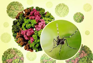 3D_renderings_of_and_Chikungunya_Virus_Capsids_and_an_Aedes_mosquito_photo_-_2