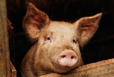 pexels-bruna-fossile-183845208-27557662