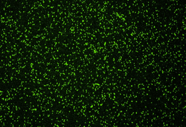 Legionella1