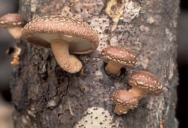 Lentinula_edodes_USDA