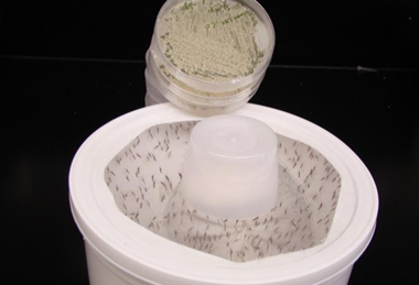 Low-Res_Mosquitos in container_StLeger
