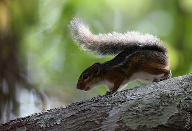 Funisciurus_pyrropus_14006853