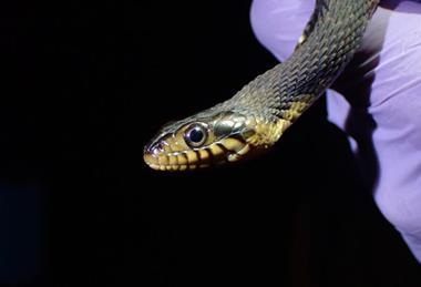 Low-Res_banded watersnake 1 PC taylor miller