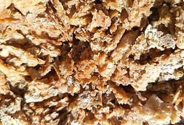 Dried_yeast_01