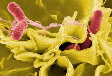 Salmonella invasion in immune cell