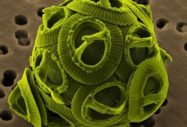 Gephyrocapsa_oceanica_brighter