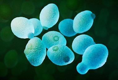 3D_rendering_of_yeast_cells