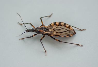 Triatoma_brasiliensis