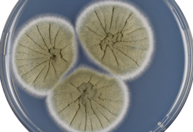 Aspergillus_caespitosus_cya
