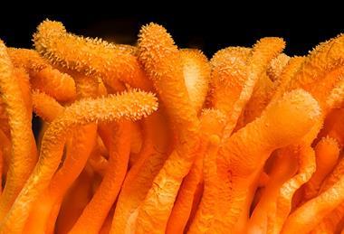Cordyceps_Militaris